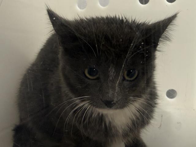 Shelter Stray Unknown Cat last seen PATRON'S RESIDENCE, 4556 Castleton Ct, Castle Rock, CO 80109, USA