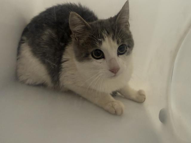 Shelter Stray Unknown Cat last seen PATRON'S RESIDENCE, 4556 Castleton Ct, Castle Rock, CO 80109, USA