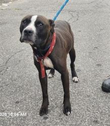Shelter Stray Female Dog last seen Near BLOCK E NEVADA ST, DETROIT, MI 48234, 1431 E Ferry St, Detroit, MI 48211, USA
