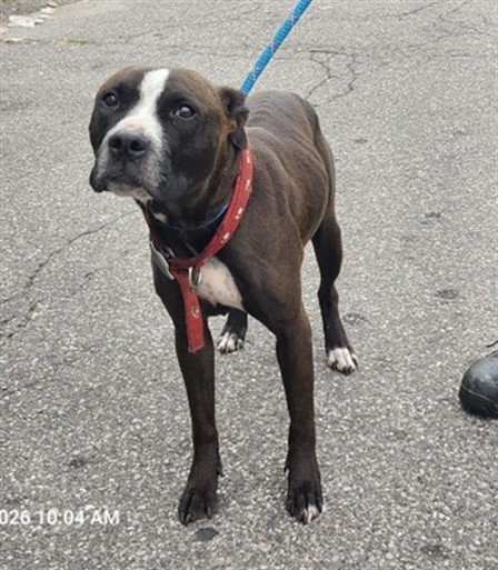 Shelter Stray Female Dog last seen Near BLOCK E NEVADA ST, DETROIT, MI 48234, 1431 E Ferry St, Detroit, MI 48211, USA