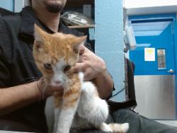 Shelter Stray Male Cat last seen Near BLOCK SUNSET GARDENS SW, 11800 Sunset Gardens Rd SW, Albuquerque, NM 87121, USA
