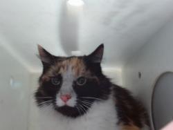 Shelter Stray Female Cat last seen Near BLOCK SUNSET GARDENS SW, 11800 Sunset Gardens Rd SW, Albuquerque, NM 87121, USA