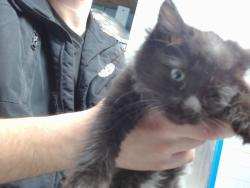 Shelter Stray Female Cat last seen Near BLOCK SUNSET GARDENS SW, 11800 Sunset Gardens Rd SW, Albuquerque, NM 87121, USA