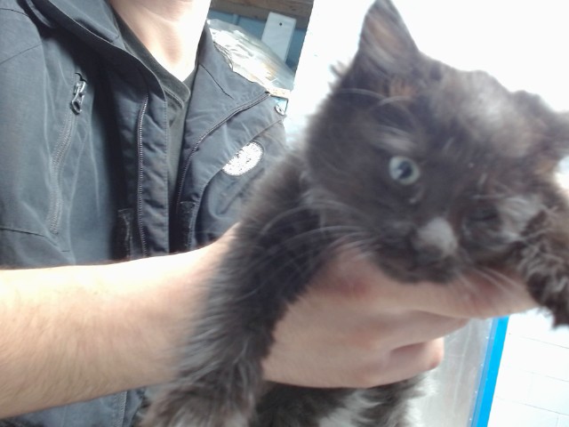 Shelter Stray Female Cat last seen Near BLOCK SUNSET GARDENS SW, 11800 Sunset Gardens Rd SW, Albuquerque, NM 87121, USA
