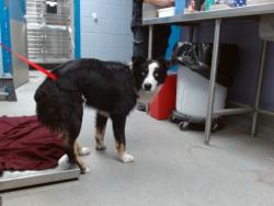 Shelter Stray Male Dog last seen Near BLOCK PLEASANT VIEW RD, 11800 Sunset Gardens Rd SW, Albuquerque, NM 87121, USA
