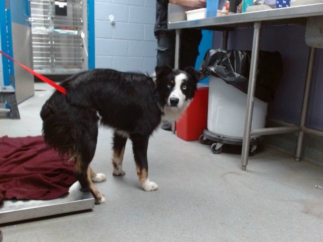 Shelter Stray Male Dog last seen Near BLOCK PLEASANT VIEW RD, 11800 Sunset Gardens Rd SW, Albuquerque, NM 87121, USA