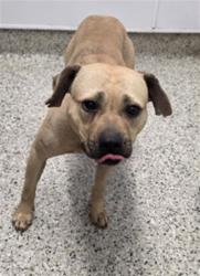 Shelter Stray Female Dog last seen Near BLOCK EWALD CIR, DETROIT MI 48204, 1431 E Ferry St, Detroit, MI 48211, USA