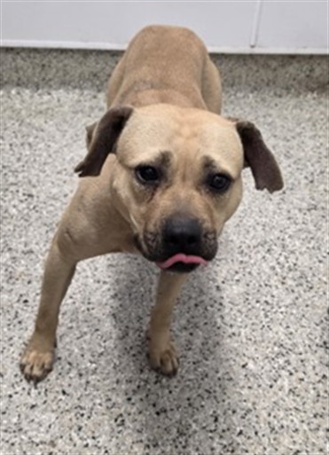 Shelter Stray Female Dog last seen Near BLOCK EWALD CIR, DETROIT MI 48204, 1431 E Ferry St, Detroit, MI 48211, USA