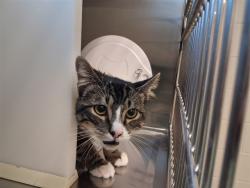 Shelter Stray Male Cat last seen Near BLOCK TUTT BLVD, COLORADO SPRINGS CO 80923, 610 Abbot Ln, Colorado Springs, CO 80905, USA
