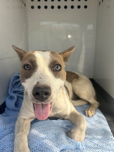 Shelter Stray Female Dog last seen Near BLK 8TH ST, BAKERSFIELD, CA, 201 S Mt Vernon Ave, Bakersfield, CA 93307, USA