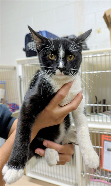 Shelter Stray Male Cat last seen ROSEDALE HWY BAKERSFIELD, 201 S Mt Vernon Ave, Bakersfield, CA 93307, USA