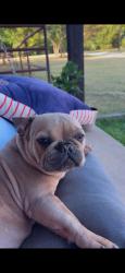 Reunited Female Dog last seen Joshua, TX, USA, Joshua, TX 76058