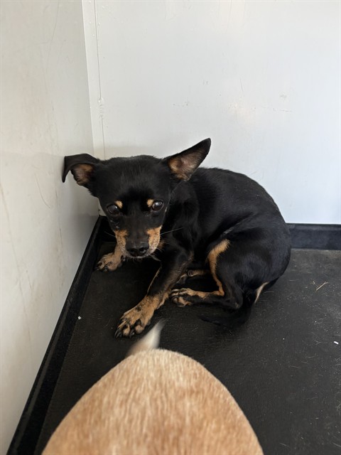 Shelter Stray Female Dog last seen Near BLK FAMBROUGH DR, BAKERSIELD, CA, 201 S Mt Vernon Ave, Bakersfield, CA 93307, USA