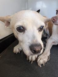 Shelter Stray Female Dog last seen Near BLK FAMBROUGH DR, BAKERSIELD, CA, 201 S Mt Vernon Ave, Bakersfield, CA 93307, USA