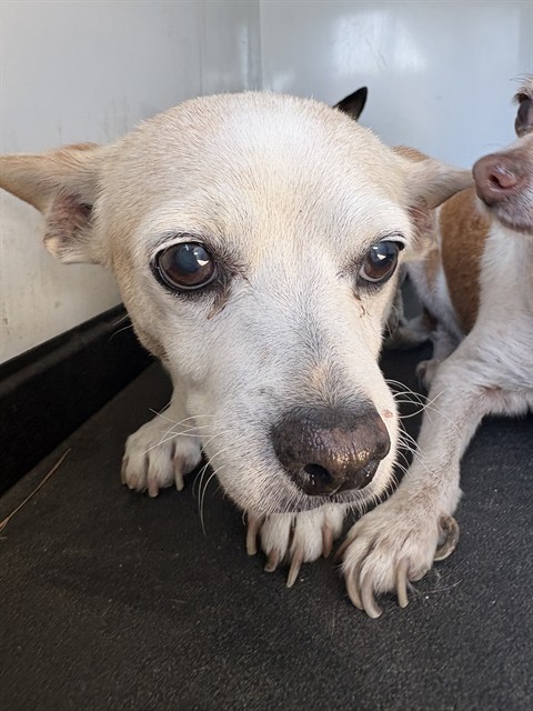 Shelter Stray Female Dog last seen Near BLK FAMBROUGH DR, BAKERSIELD, CA, 201 S Mt Vernon Ave, Bakersfield, CA 93307, USA