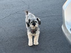 Reunited Unknown Dog last seen Near S Hoover St, Gardena, CA 90247, USA, Gardena, CA 90247