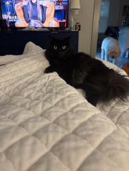 Reunited Male Cat last seen Nicholson st, Lenox apts, domain heights apts, Ashland st, Houston, TX 77008