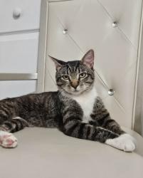 Lost Male Cat last seen 82nd ave 251st street Bellerose, Queens, NY 11426