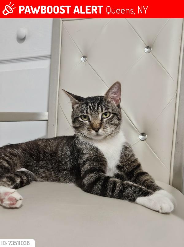 Lost Male Cat last seen 82nd ave 251st street Bellerose, Queens, NY 11426
