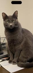Lost Male Cat last seen Prejean Rd, Carencro, LA 70520