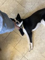 Reunited Male Dog last seen Mamie Ferguson dr and old us 421, Harnett County, NC 27546