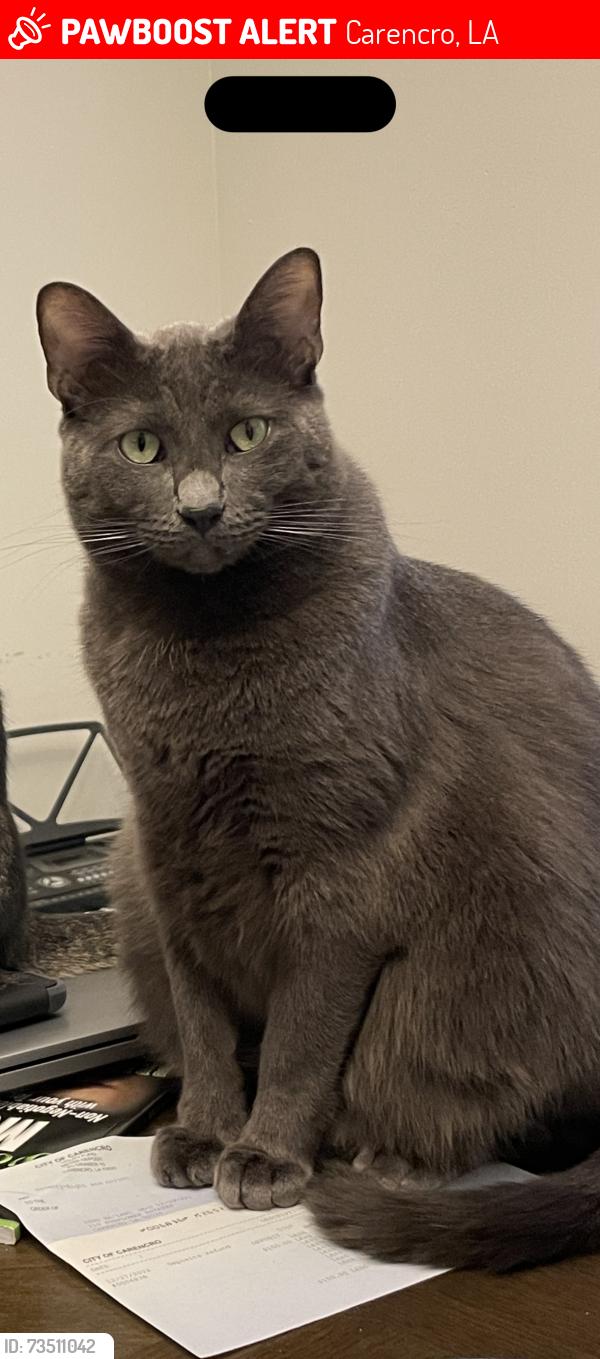 Lost Male Cat last seen Prejean Rd, Carencro, LA 70520