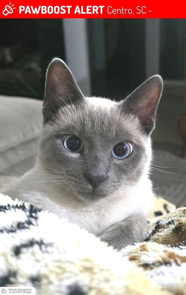 Lost Female Cat last seen rua são paulo, Centro, SC 88820-000