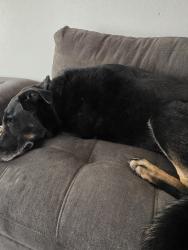 Reunited Male Dog last seen 98th and central, Albuquerque, NM 87121