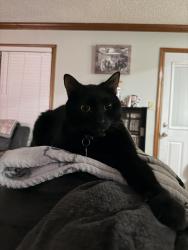 Lost Male Cat last seen Wasserman ct and Wasserman dr, Virginia Beach, VA 23454