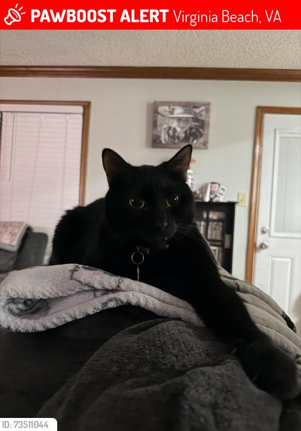 Lost Male Cat last seen Wasserman ct and Wasserman dr, Virginia Beach, VA 23454