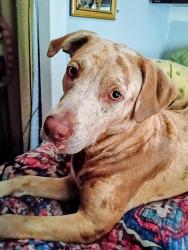 Reunited Female Dog last seen Joel Johnson, Lillington, NC 27546