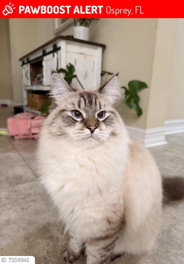 Lost Male Cat last seen Old Venice road, Osprey, FL 34229