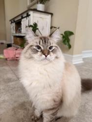 Lost Male Cat last seen Old Venice road, Osprey, FL 34229