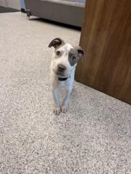 Shelter Stray Male Dog last seen gilly park, Zone 1, TX, 8755 Farm to Market 1516, Converse, TX 78109, USA