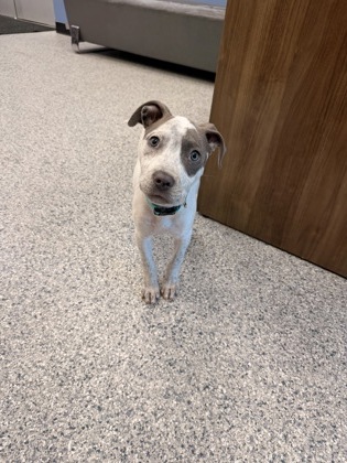 Shelter Stray Male Dog last seen gilly park, Zone 1, TX, 8755 Farm to Market 1516, Converse, TX 78109, USA