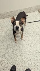 Shelter Stray Female Dog last seen 1935-N1 Alison Ct Sw, Atlanta, GA, 1251 Fulton Industrial Blvd NW, Atlanta, GA 30336, USA
