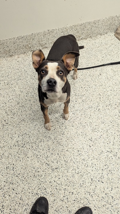 Shelter Stray Female Dog last seen 1935-N1 Alison Ct Sw, Atlanta, GA, 1251 Fulton Industrial Blvd NW, Atlanta, GA 30336, USA