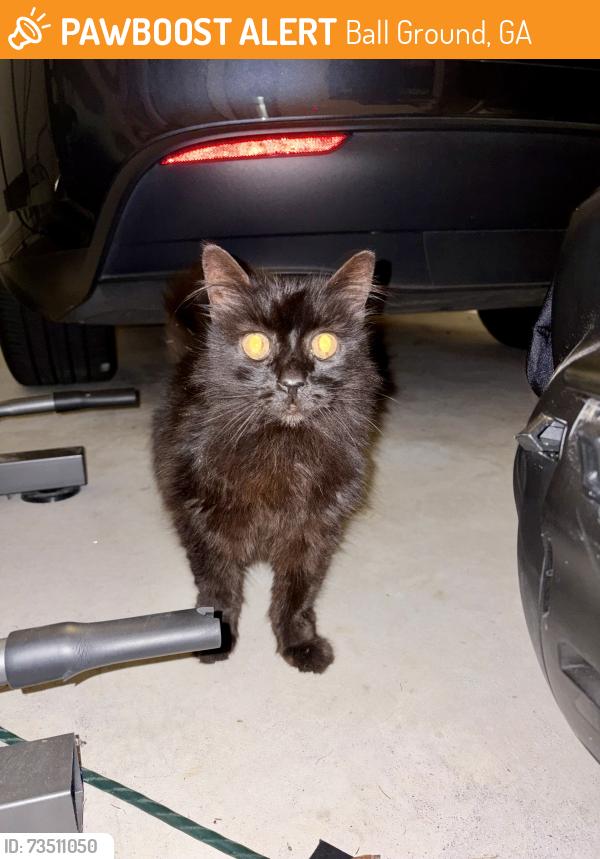 Found/Stray Unknown Cat last seen Calvin park dr, Ball Ground, GA 30107