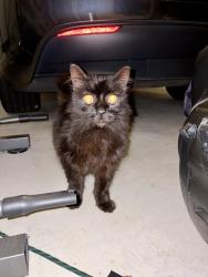 Found/Stray Unknown Cat last seen Calvin park dr, Ball Ground, GA 30107