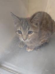Shelter Stray Unknown Cat last seen , , NM, 1209 NM-314, Los Lunas, NM 87031, USA