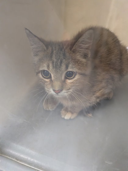 Shelter Stray Unknown Cat last seen , , NM, 1209 NM-314, Los Lunas, NM 87031, USA