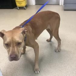 Shelter Stray Female Dog last seen Near hedgewood ct, East District, TX, 355 Hillshire Dr, Haslet, TX 76052, USA