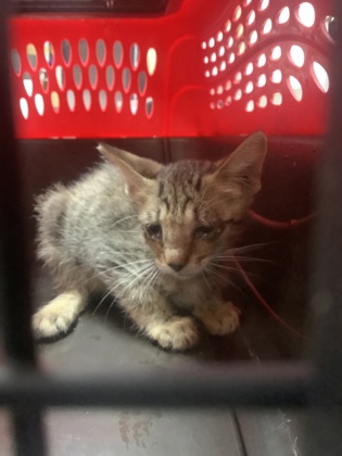 Shelter Stray Male Cat last seen Near DE RIDDER AVE, North District, TX, 355 Hillshire Dr, Haslet, TX 76052, USA