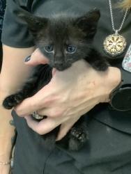 Shelter Stray Male Cat last seen Near Sarah Jane Ln, East District, TX, 355 Hillshire Dr, Haslet, TX 76052, USA
