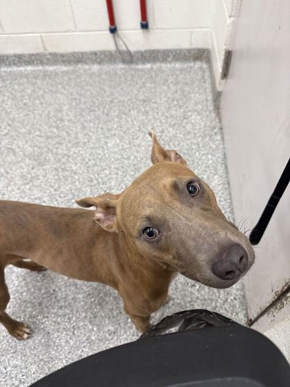 Shelter Stray Female Dog last seen Near Merchant Dr, Knox County GP, TN, 3201 Division St, Knoxville, TN 37919, USA