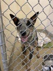 Shelter Stray Female Dog last seen Near s mulberry st, Fellsmere, FL, 6230 77th St, Vero Beach, FL 32967, USA