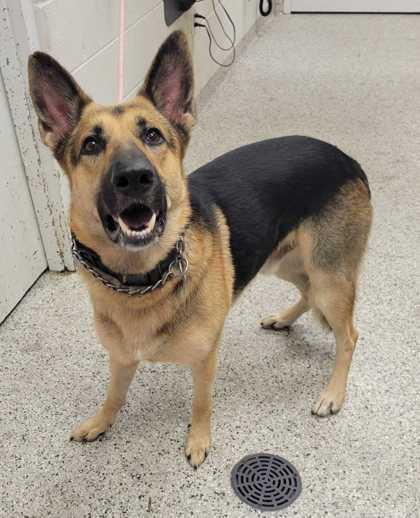 Shelter Stray Male Dog last seen NE 107th Terr and N Holmes, 64155, MO, 7077 Elmwood Ave, Kansas City, MO 64132, USA