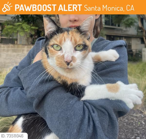 Found/Stray Female Cat last seen Across from Shake Shack on 5th near Wilshire, Santa Monica, CA 90403