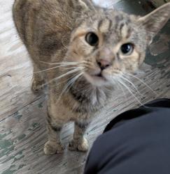Found/Stray Unknown Cat last seen Avery ave, Syracuse, NY 13204