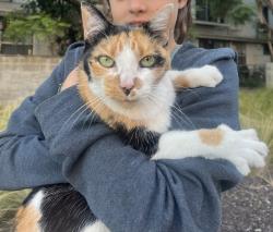 Found/Stray Female Cat last seen Across from Shake Shack on 5th near Wilshire, Santa Monica, CA 90403